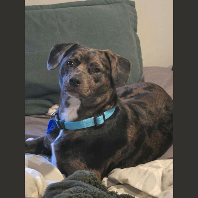 Photo of Crank   11 Month Old Dachshund X Staffy