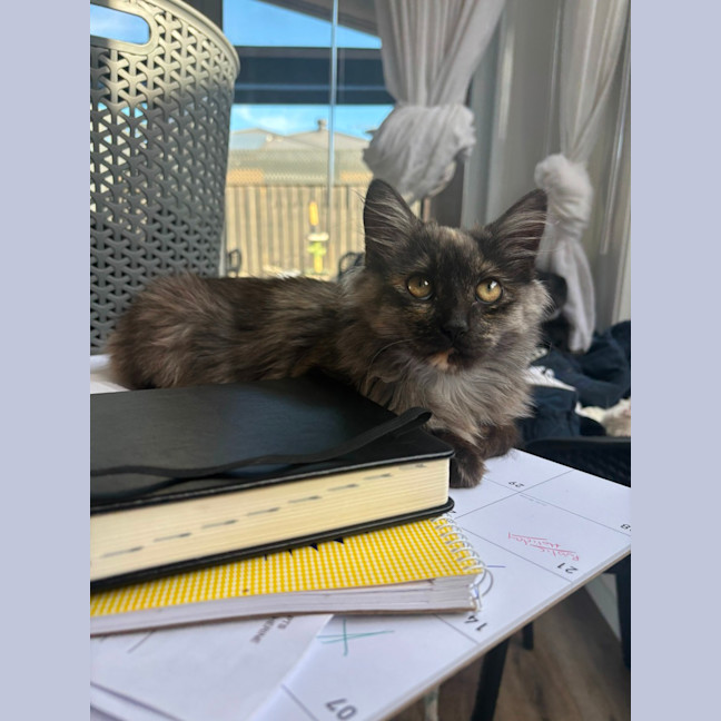 Photo of Diamond 💍💎