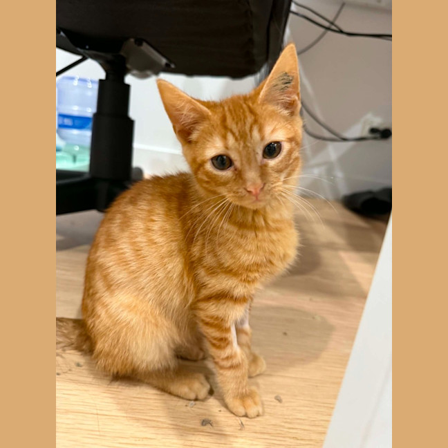 Photo of Cheeto Supreme