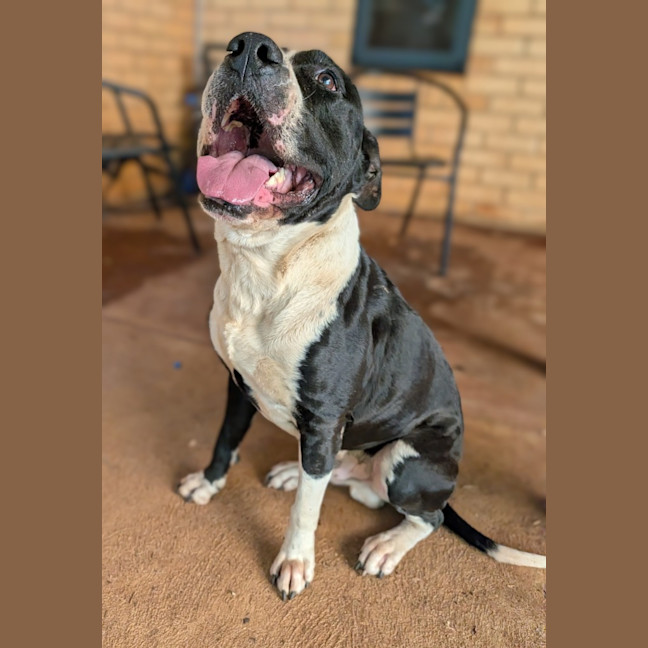 Photo of Oscar