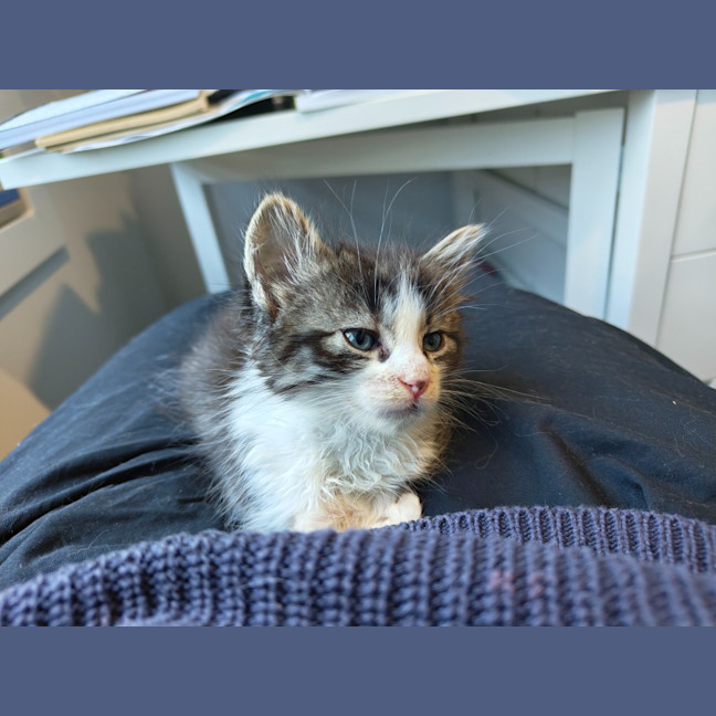 Photo of Cadbury