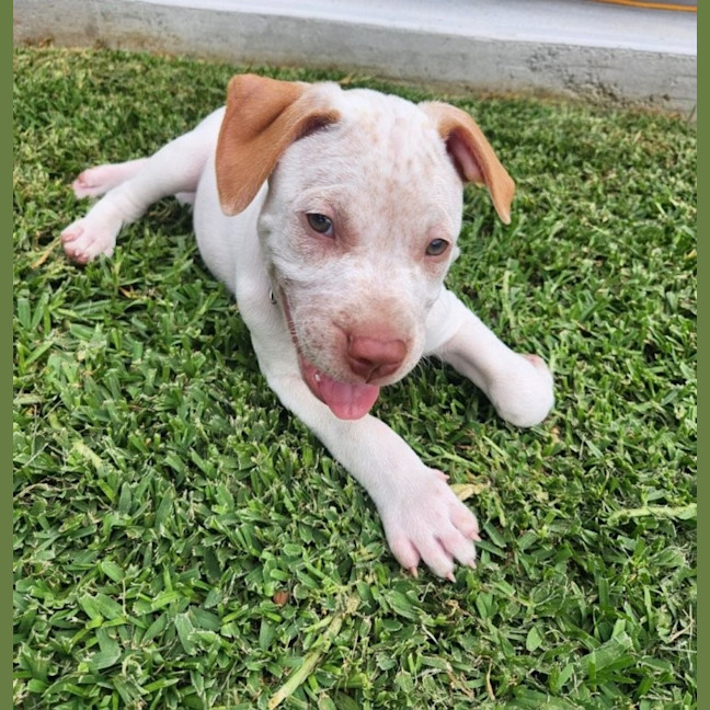 Photo of Marty   8 Week Old Cattle Dog X