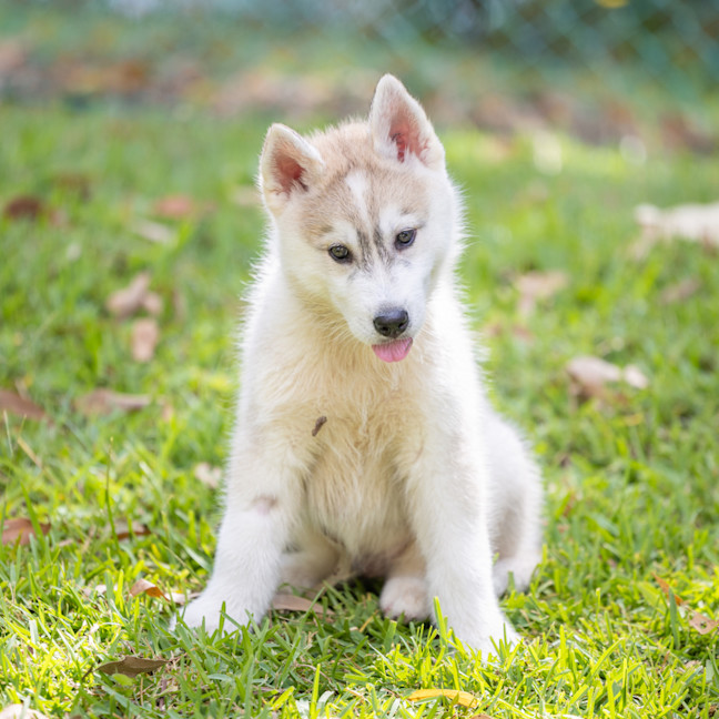 Photo of Blaze