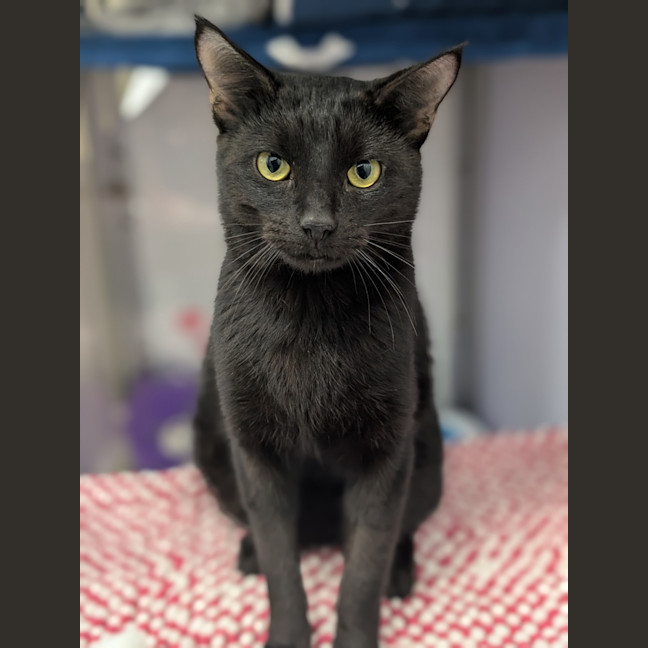 Photo of Blackjack