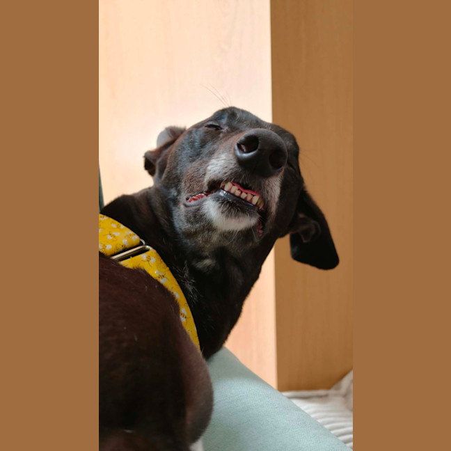 Photo of Eve, The Greyhound