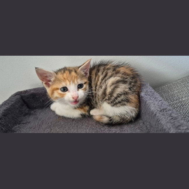 Photo of Poppy