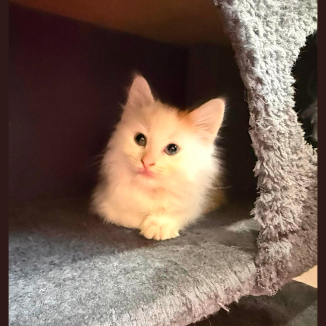 Photo of Castin ** 2nd Chance Cat Rescue **