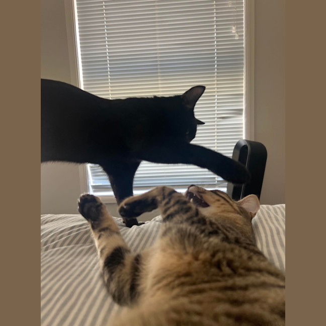 Photo of Binx And Onyx