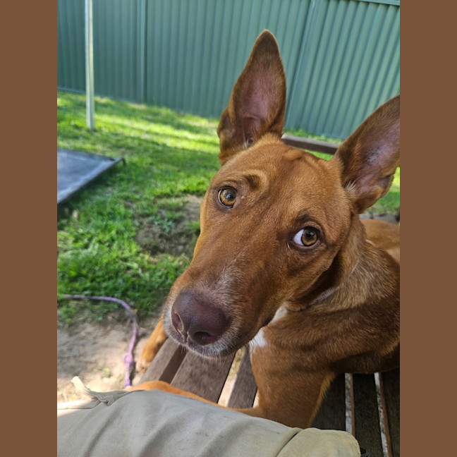 Photo of Nova