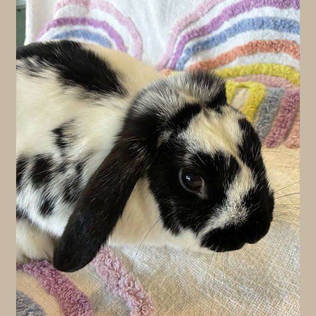 Photo of Arthur