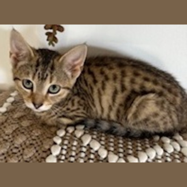 Photo of Zara