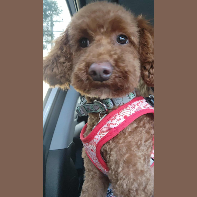 Photo of Luna