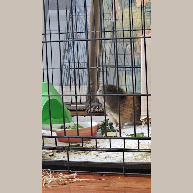 Photo of Bandit