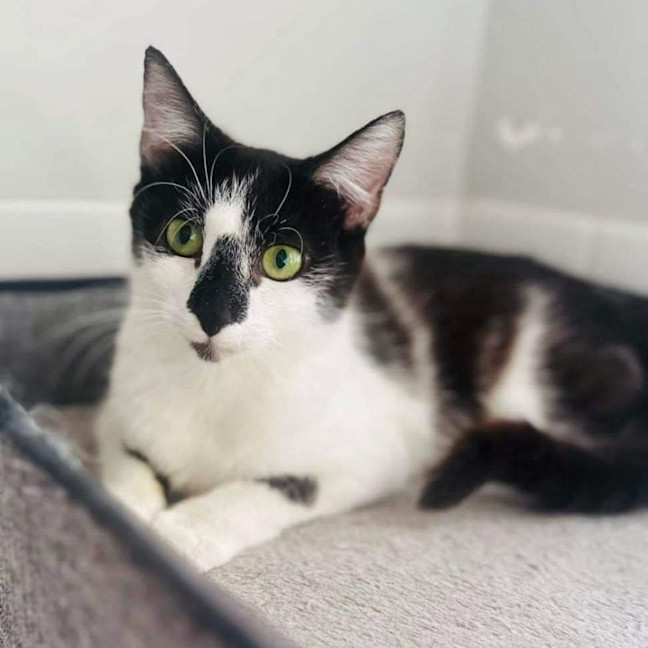 Photo of 9645   Isabella