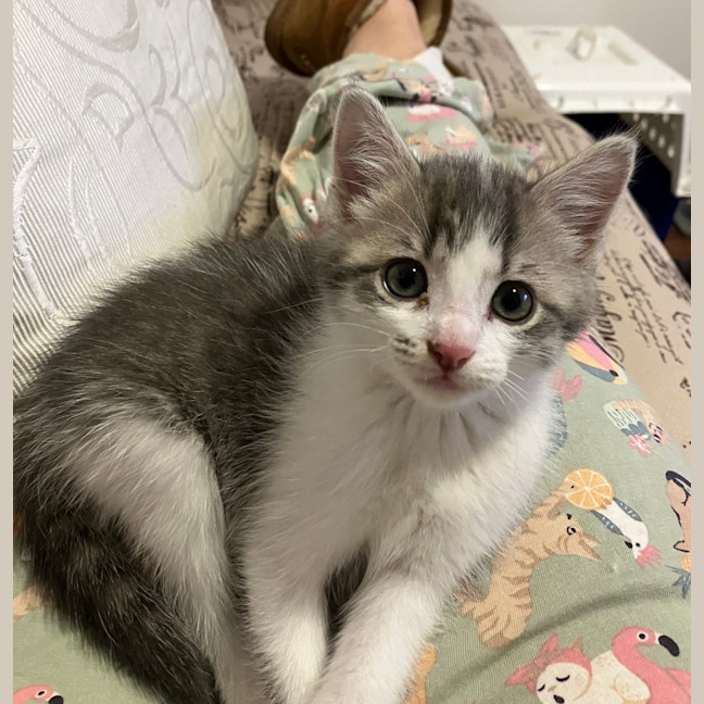 Photo of Audrey & Ava   8 Week Old Domestic Shorthair