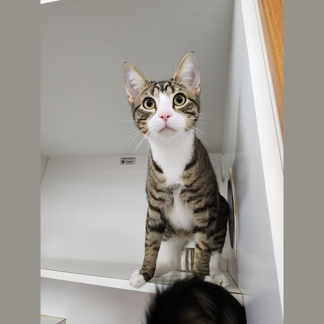 Photo of Opie