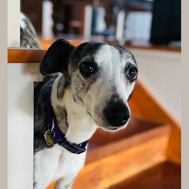 Photo of Ren   Tiny Whippet