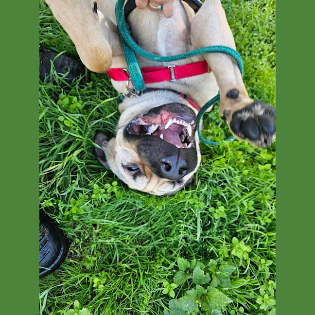 Photo of Gypsy