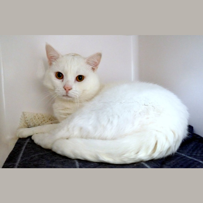 Photo of Jack Frost Sta013779