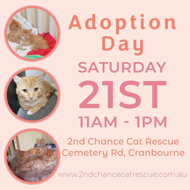 Photo of Ackee **2nd Chance Cat Rescue**