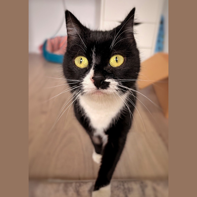 Photo of Oreo