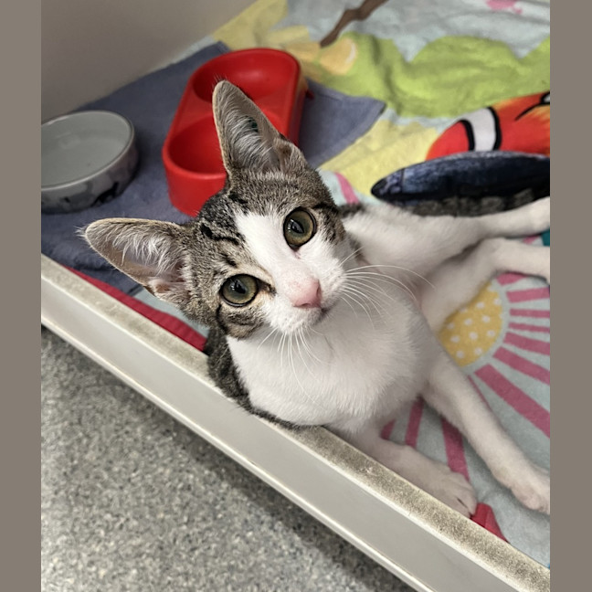 Photo of Curly Wurly