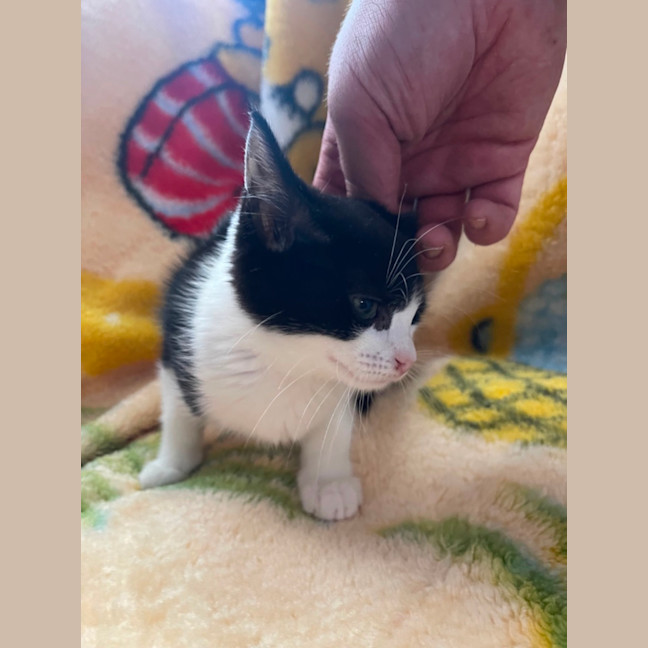 Photo of Huckleberry