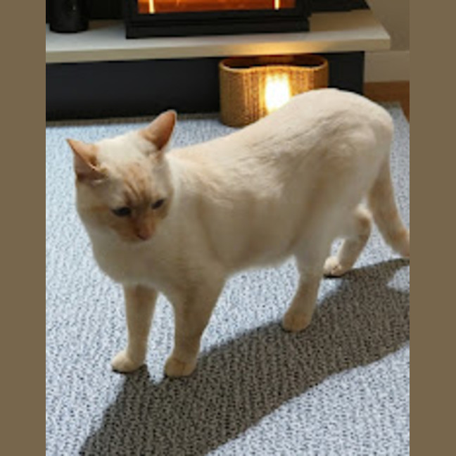 Photo of Romeo