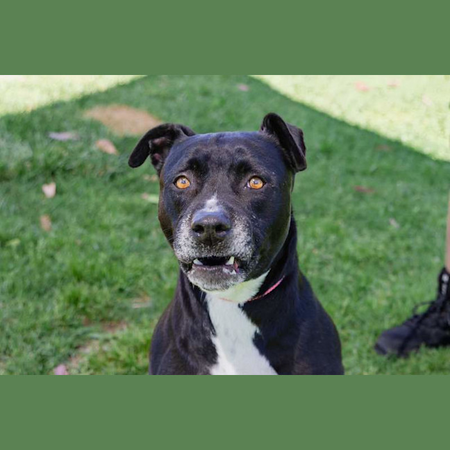 Photo of Koda