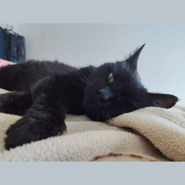 Photo of Shadow