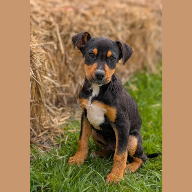 Photo of Alpha Bravo