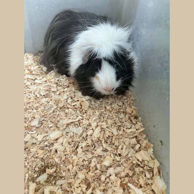 Photo of Fonz