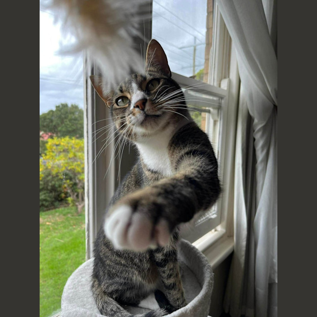 Photo of Loki