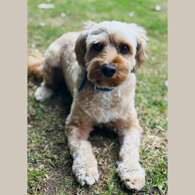 Photo of Bailey
