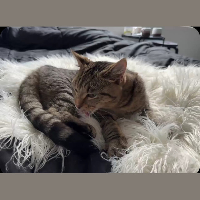 Photo of Bandit Meet Me At Petstock Keysborough Store