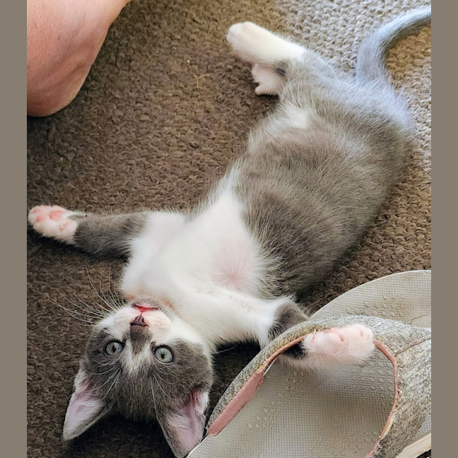 Photo of Beau (Mr Bojangles)