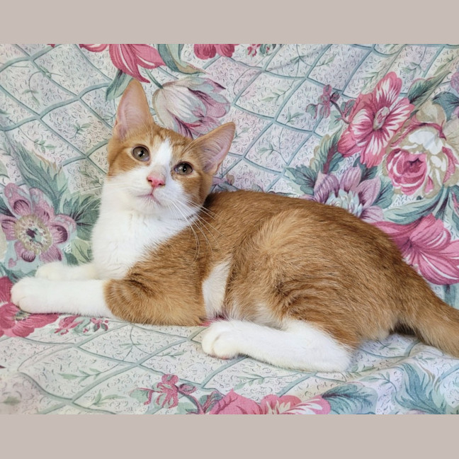 Photo of Tangerine 🍊 