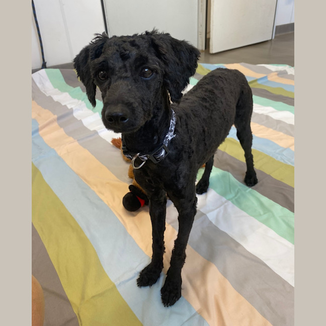 Photo of Truffle