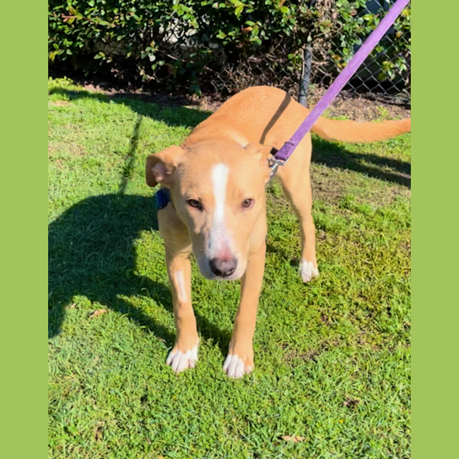 Photo of Chilli