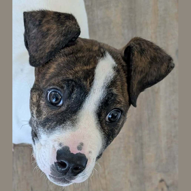 Photo of Buster