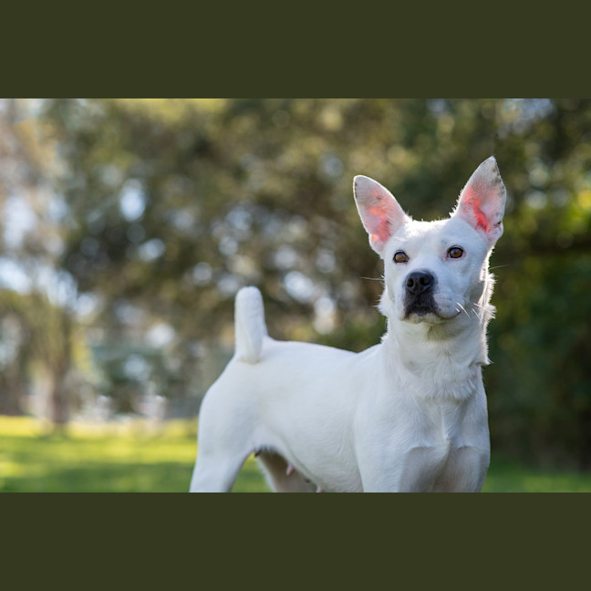 Photo of Casper