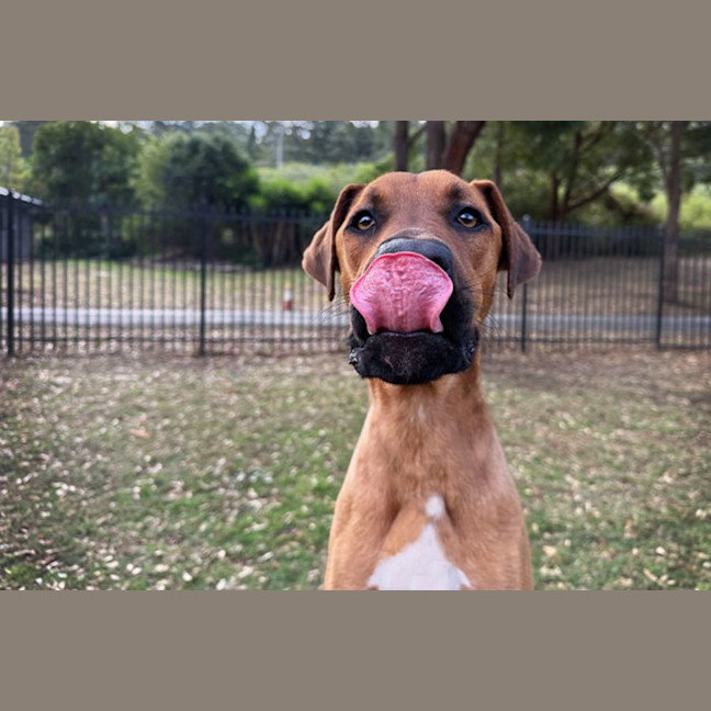 Photo of Rex