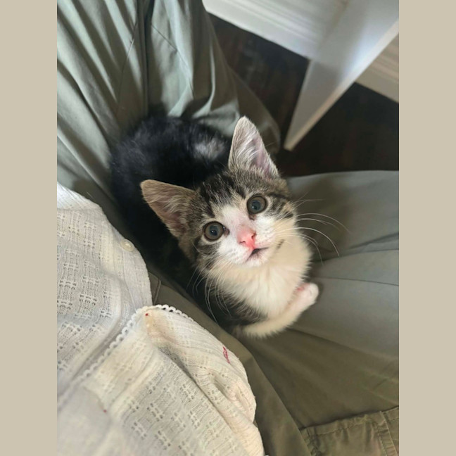 Photo of Pixie
