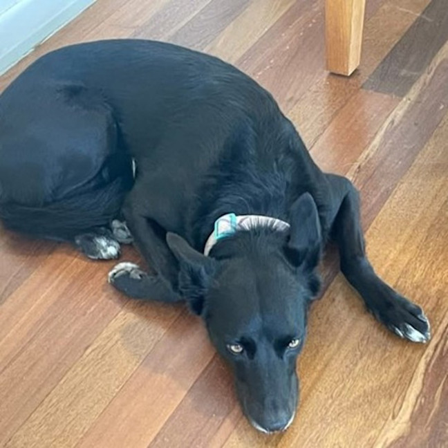 Photo of Sadie