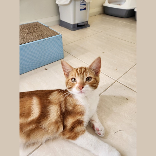 Photo of Baron Marmalade