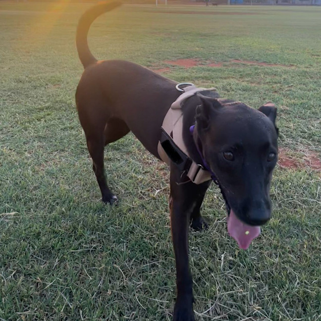 Photo of Kali
