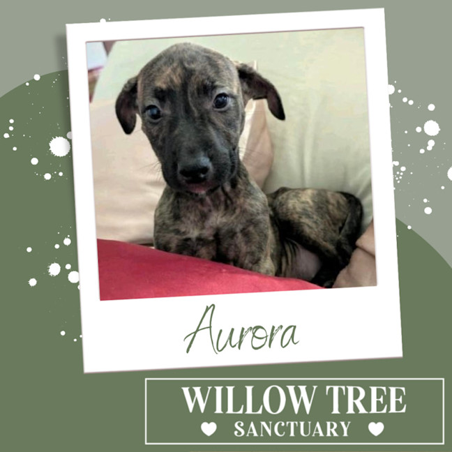 Photo of Aurora