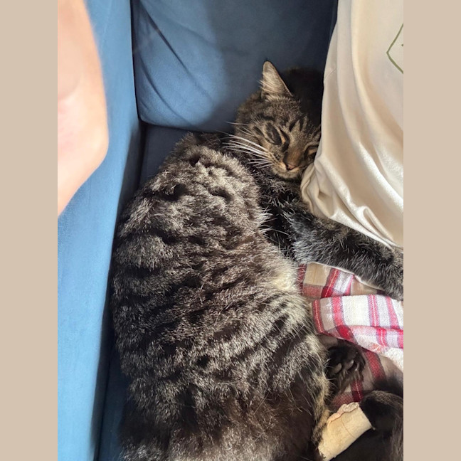 Photo of Salami 