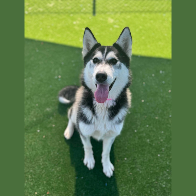 Photo of Zara Imp 1452