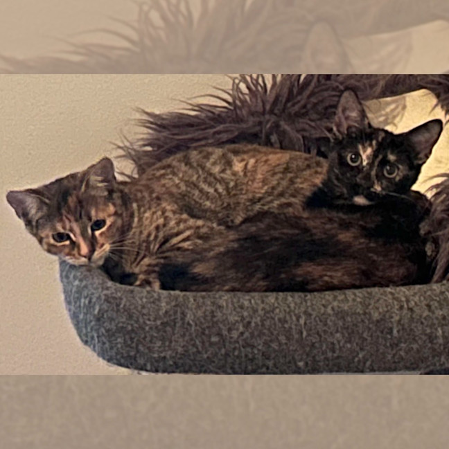 Photo of Maple / Harriett